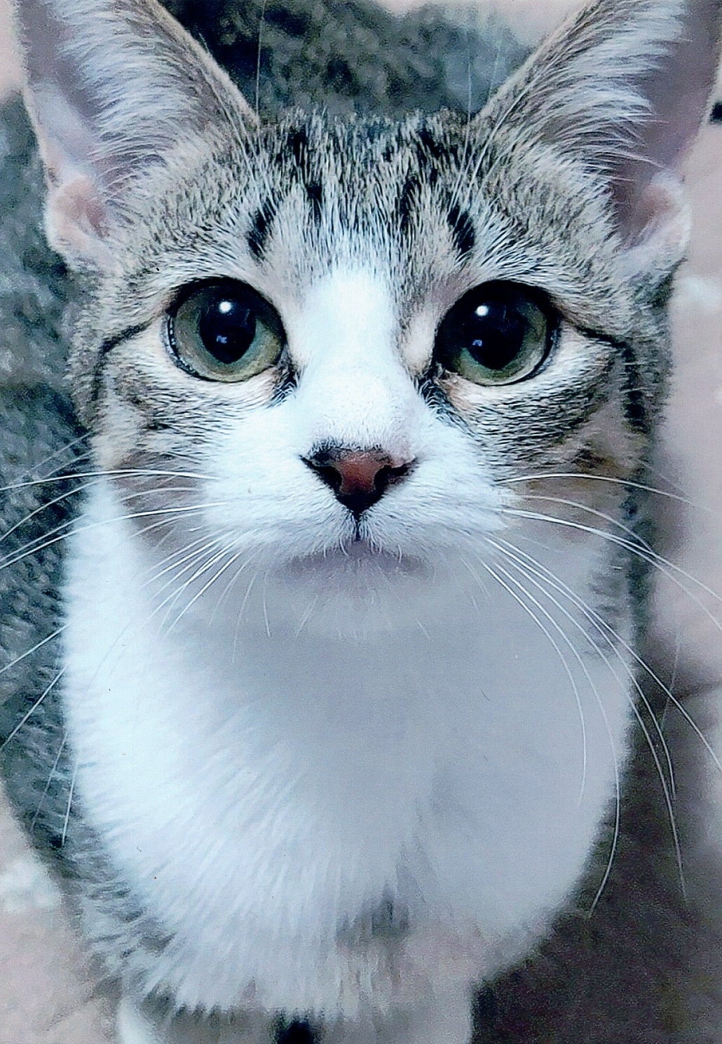 にゃんピクアワード優秀賞受賞写真。珠玉の写真を多数掲載予定！