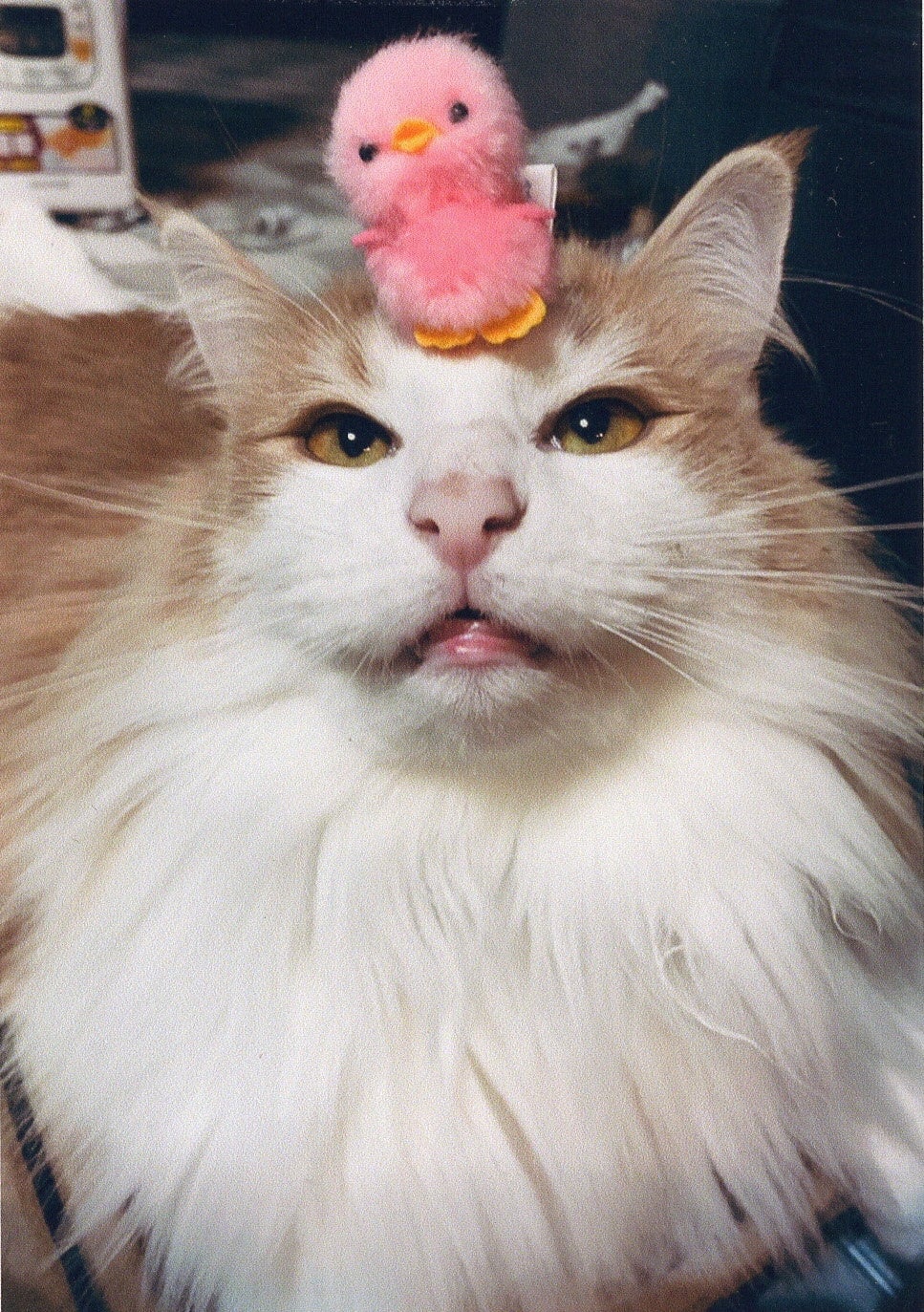 可愛いし、面白い！？　個性あふれる猫ちゃんたちが見られる！