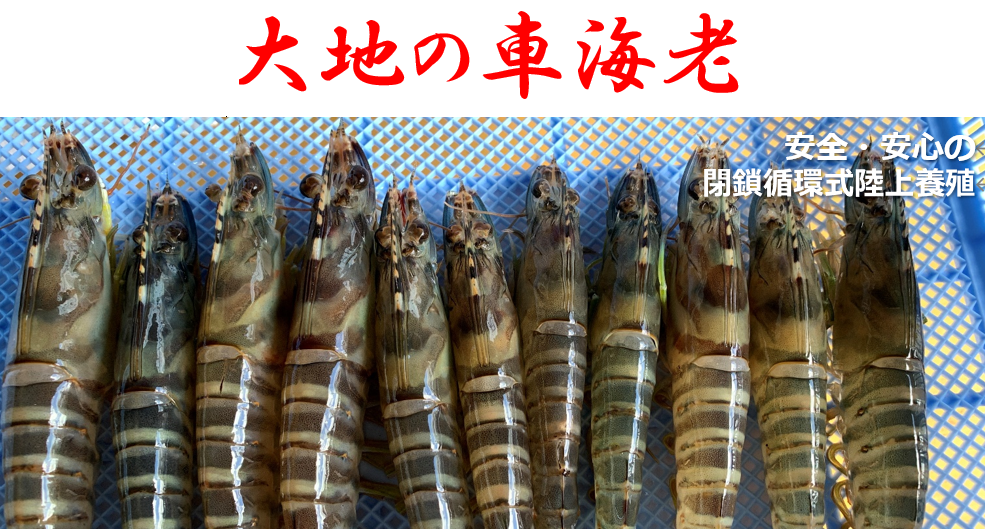 フルボ酸が日本の養殖を変える 場所を選ばず安全でおいしい車海老を生産 エンザイム株式会社のプレスリリース