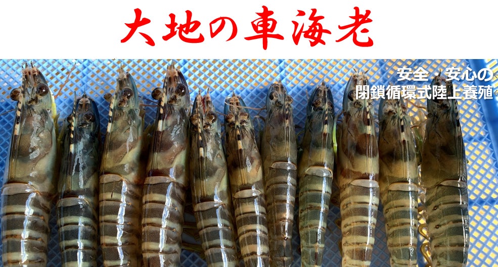 フルボ酸が日本の養殖を変える 場所を選ばず安全でおいしい車海老を生産 エンザイム株式会社のプレスリリース フルボ酸が日本の養殖を変える 場所を選ばず安全でおいしい車海老を生産 エンザイム株式会社のプレスリリース