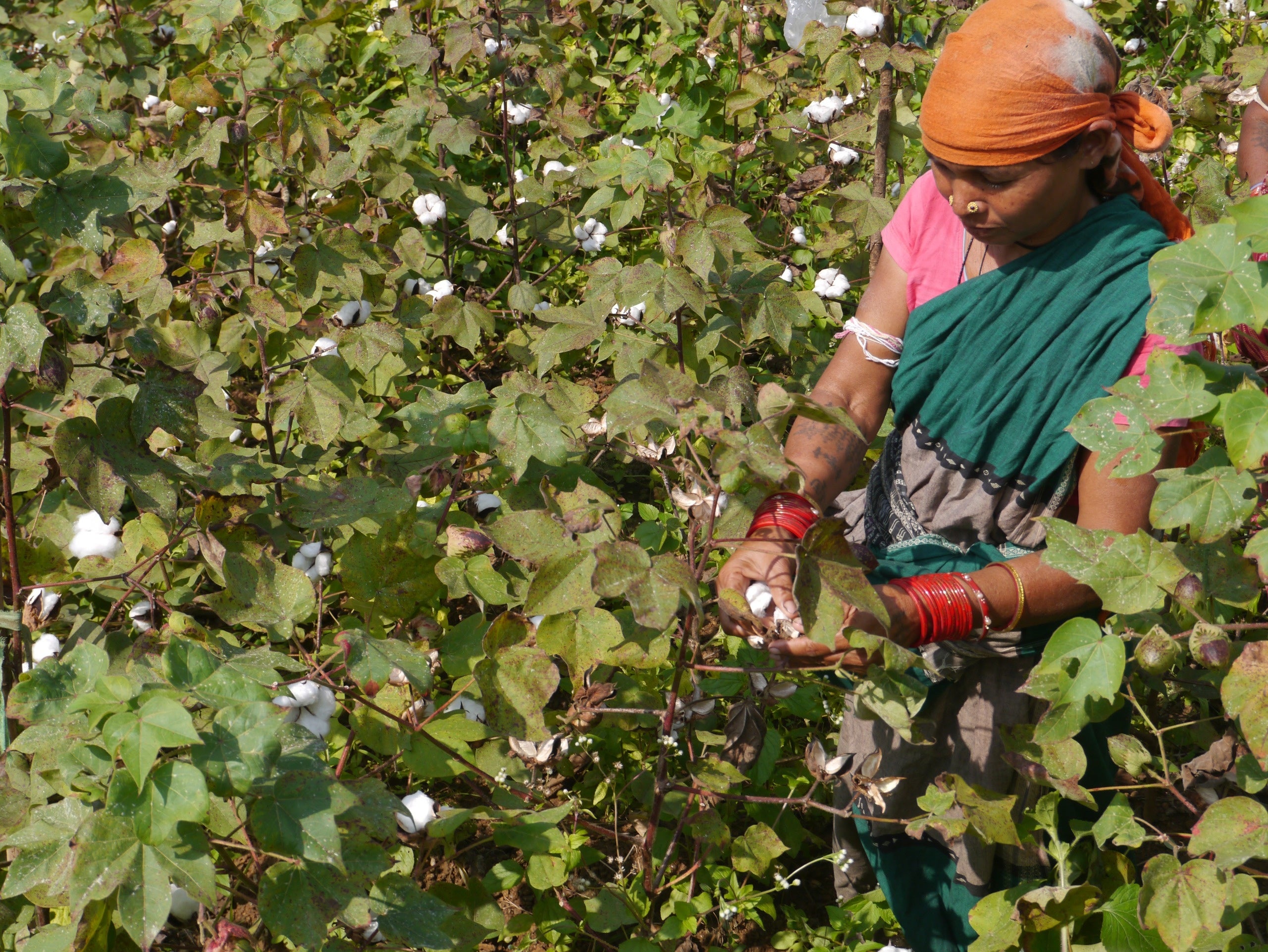 手摘みで行うゆえにコンタミが発生する、綿花の栽培