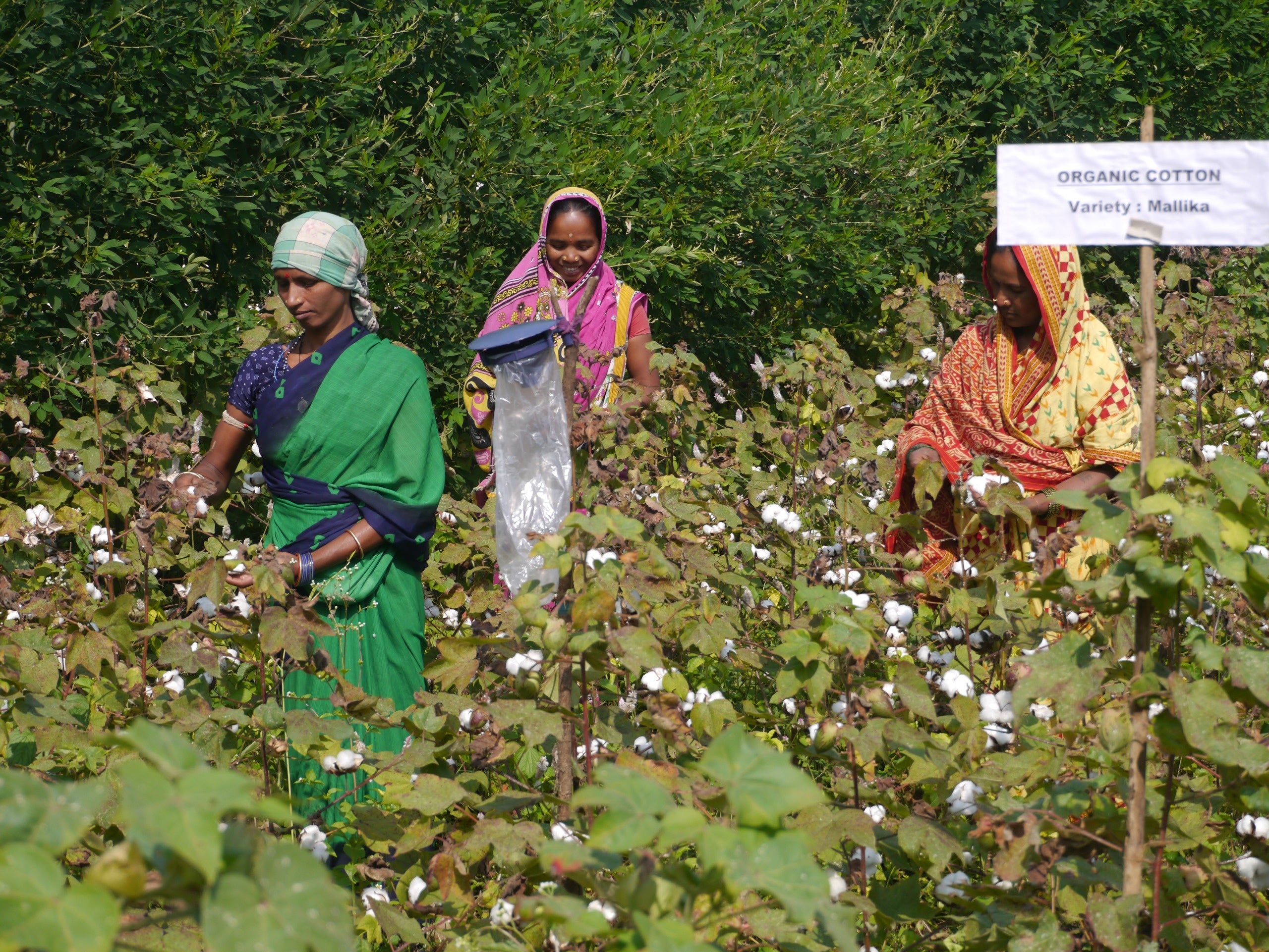インドでの生産の様子