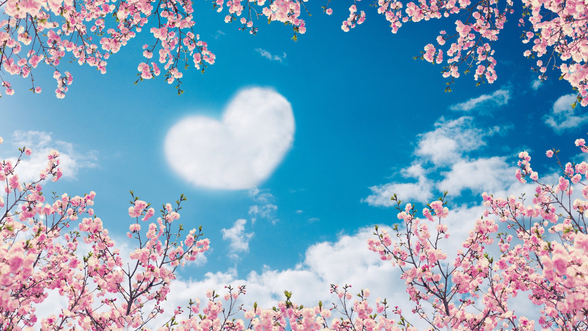 デザインプラットフォームcanva 春だ 桜だ 自分にエールだ Canvaで壁紙デザイン コンテスト を開催 Canva Pty Ltd のプレスリリース デザインプラットフォームcanva 春だ 桜だ 自分にエールだ Canvaで壁紙デザイン コンテスト を開催 Canva Pty Ltd のプレスリリース