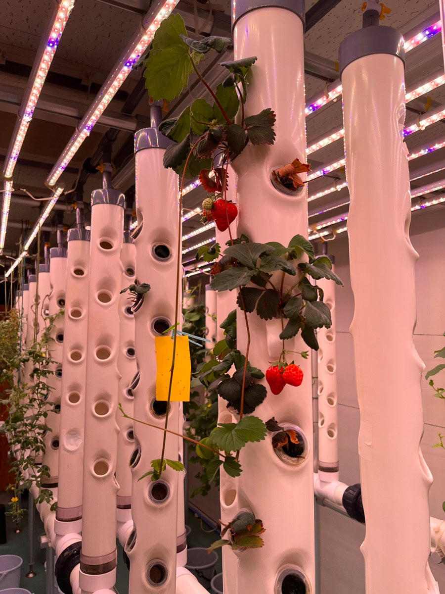 視察した施設。イチゴがたわわに。