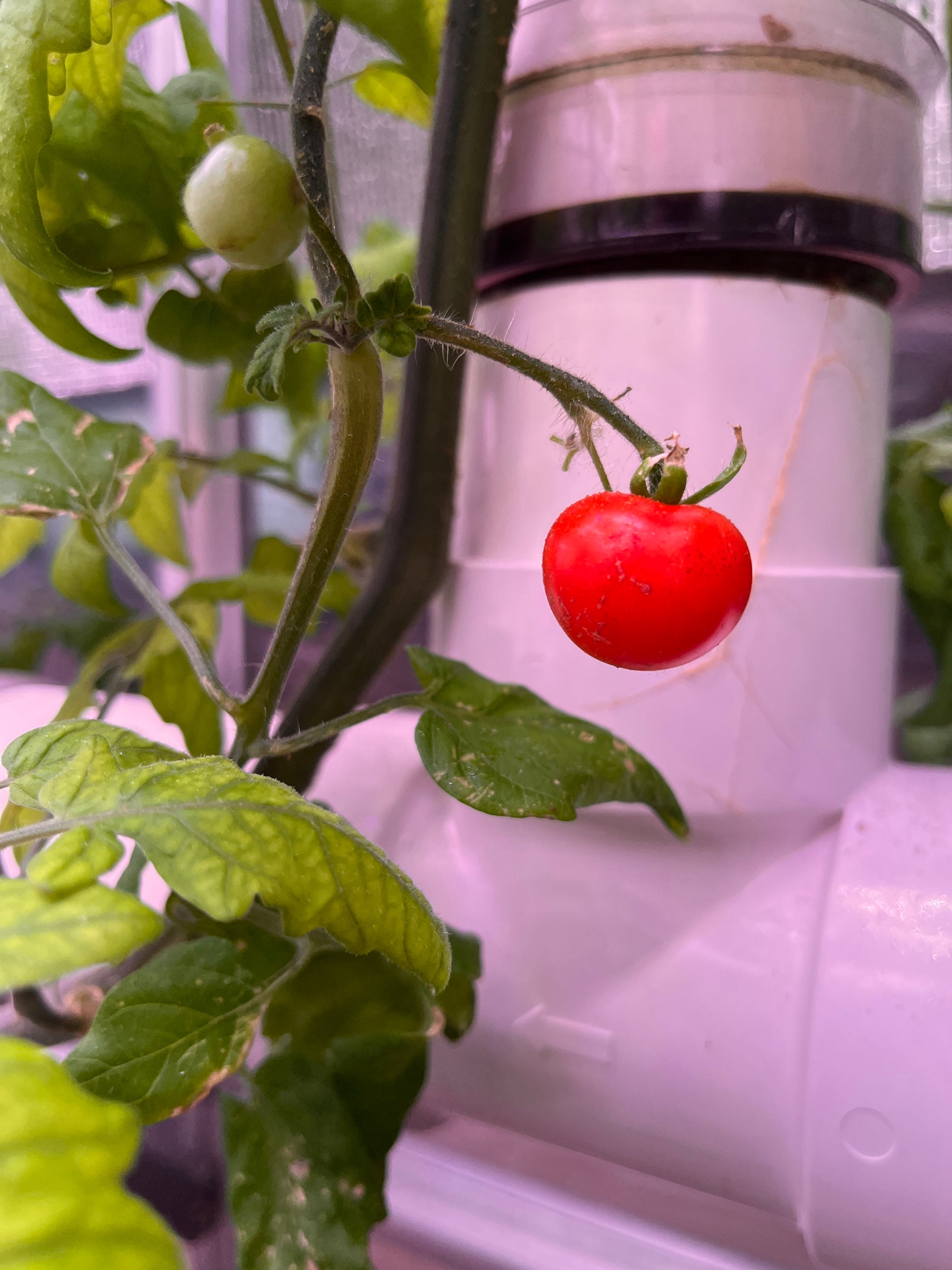 試験栽培：ミニトマト