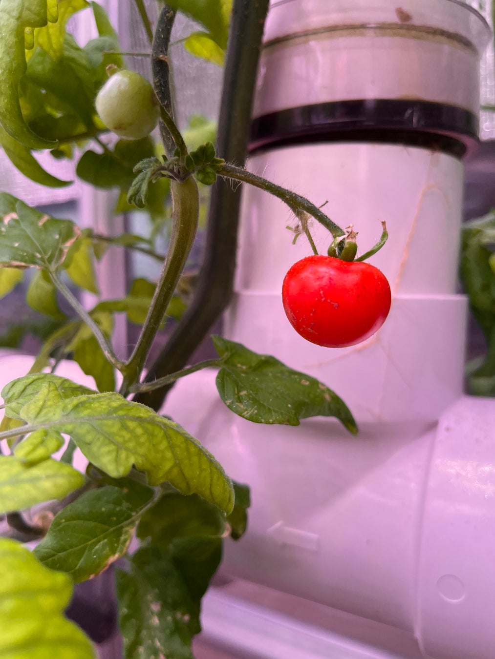 試験栽培:ミニトマト