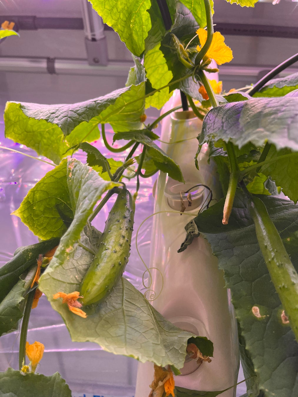 試験栽培:きゅうり