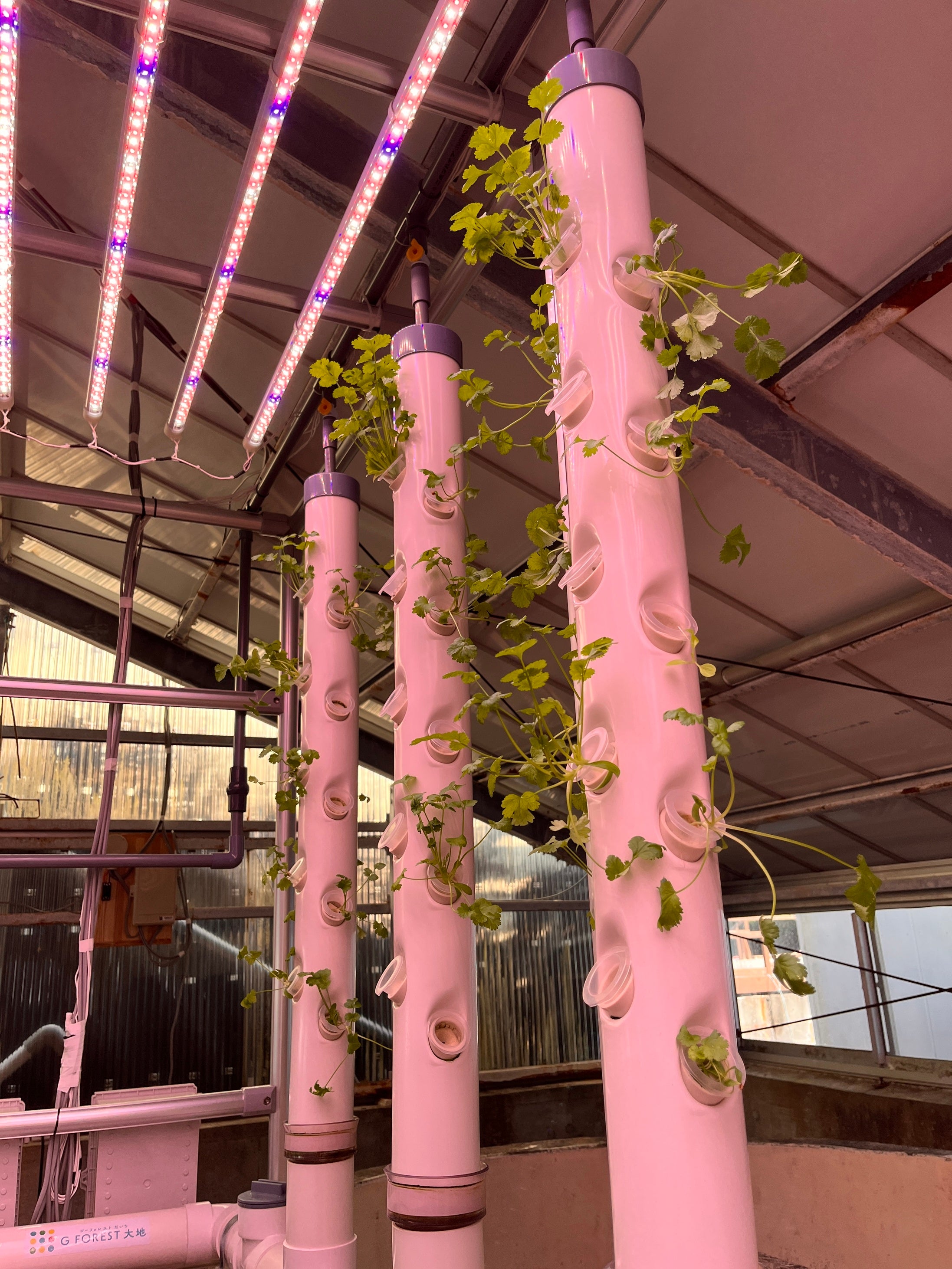 試験栽培：パクチー