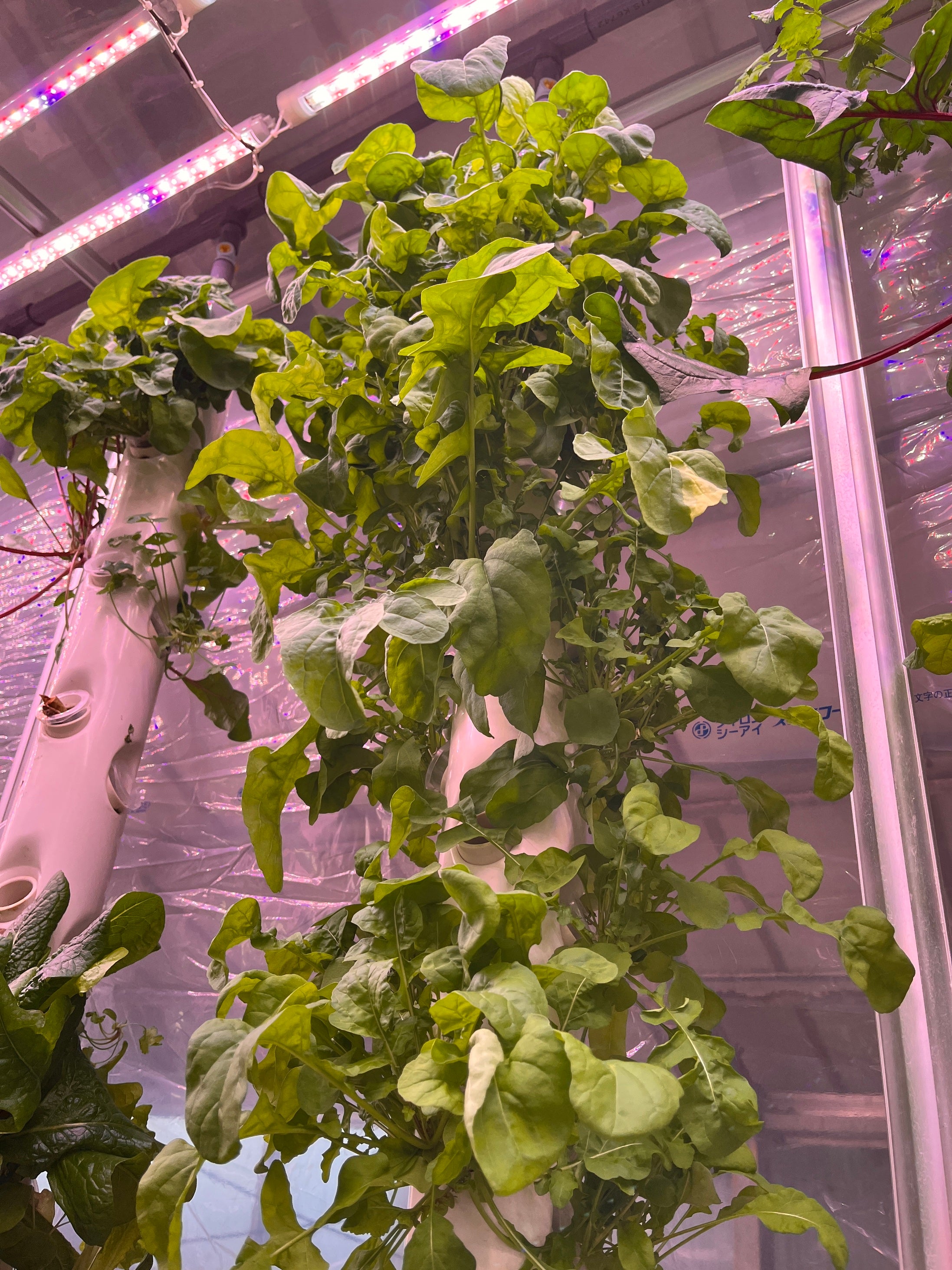 試験栽培：ルッコラ