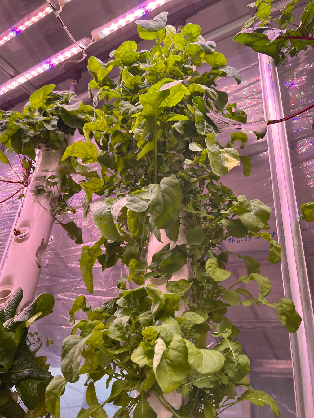 試験栽培:ルッコラ