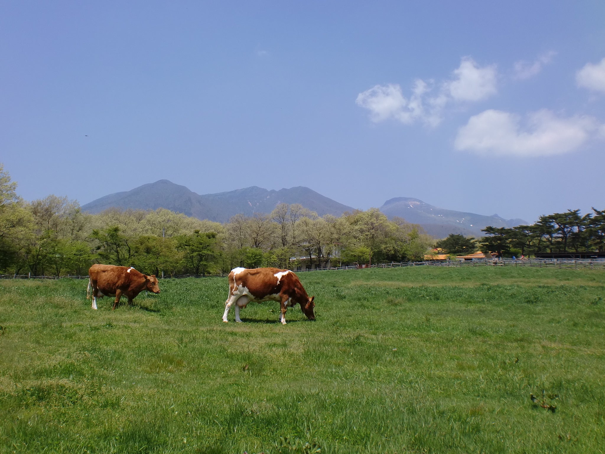 那須高原 南ヶ丘牧場