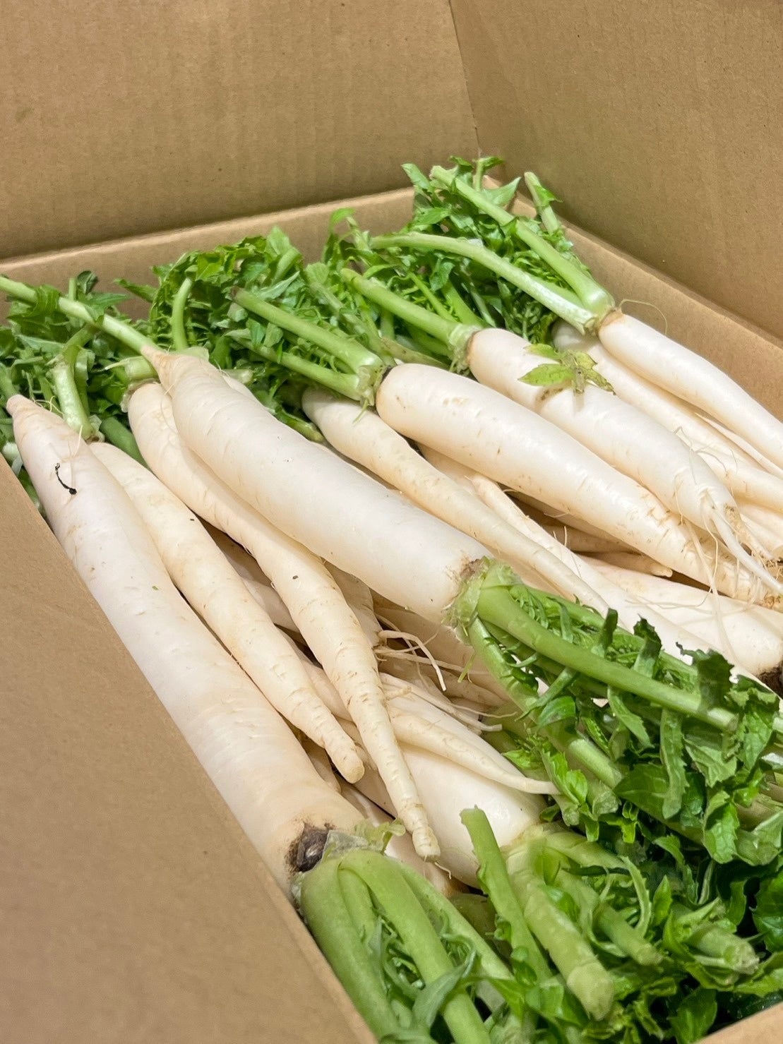 規格外のお正月用の祝い大根