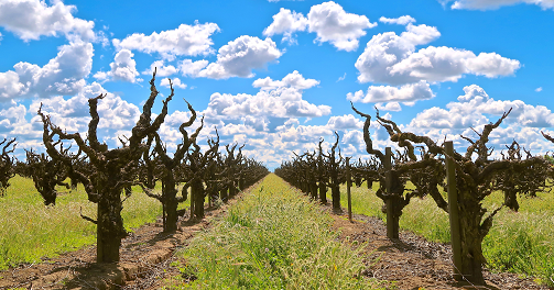 ローダイの古木のブドウ畑