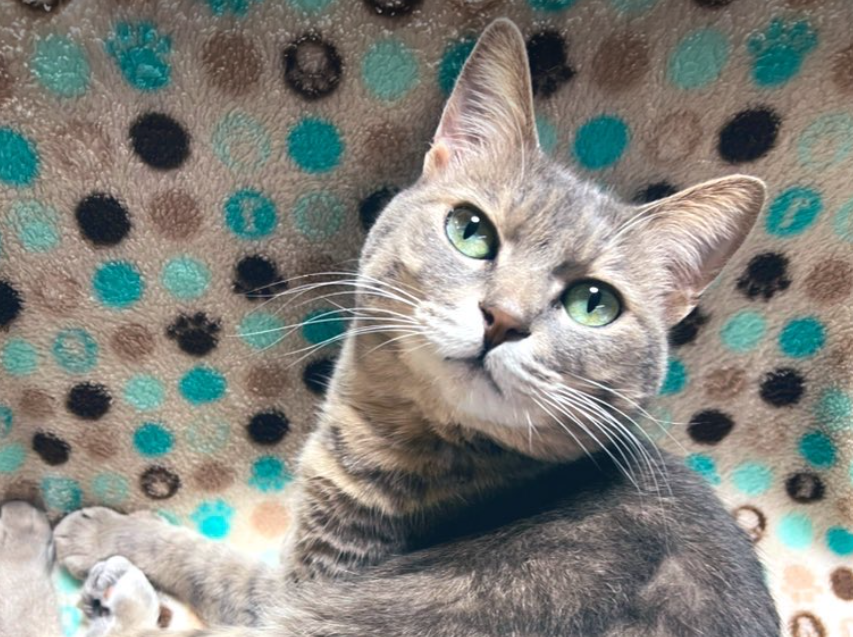 保護猫のまぐろ