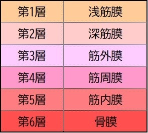 ＜筋膜層断面イメージ＞