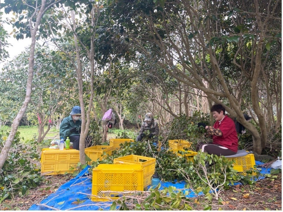 循環型の自社農園で、剪定した枝から葉を収穫している様子（R5年4月18日撮影）