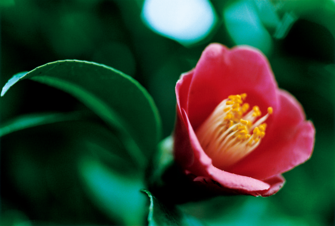 五島の椿ブランドブックより 写真：泊 昭雄