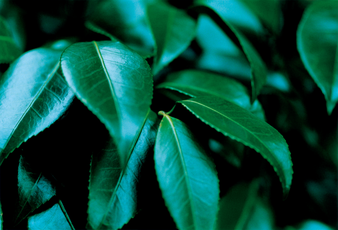 五島の椿ブランドブックより 写真：泊 昭雄