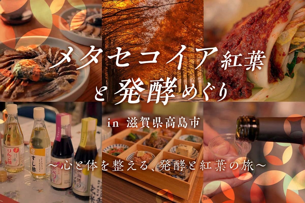 鮮やかな紅葉と発酵文化に触れながら、心と体を整える旅『メタセコイア紅葉と発酵めぐり in 滋賀県高島市』12月9日(火)開催！
