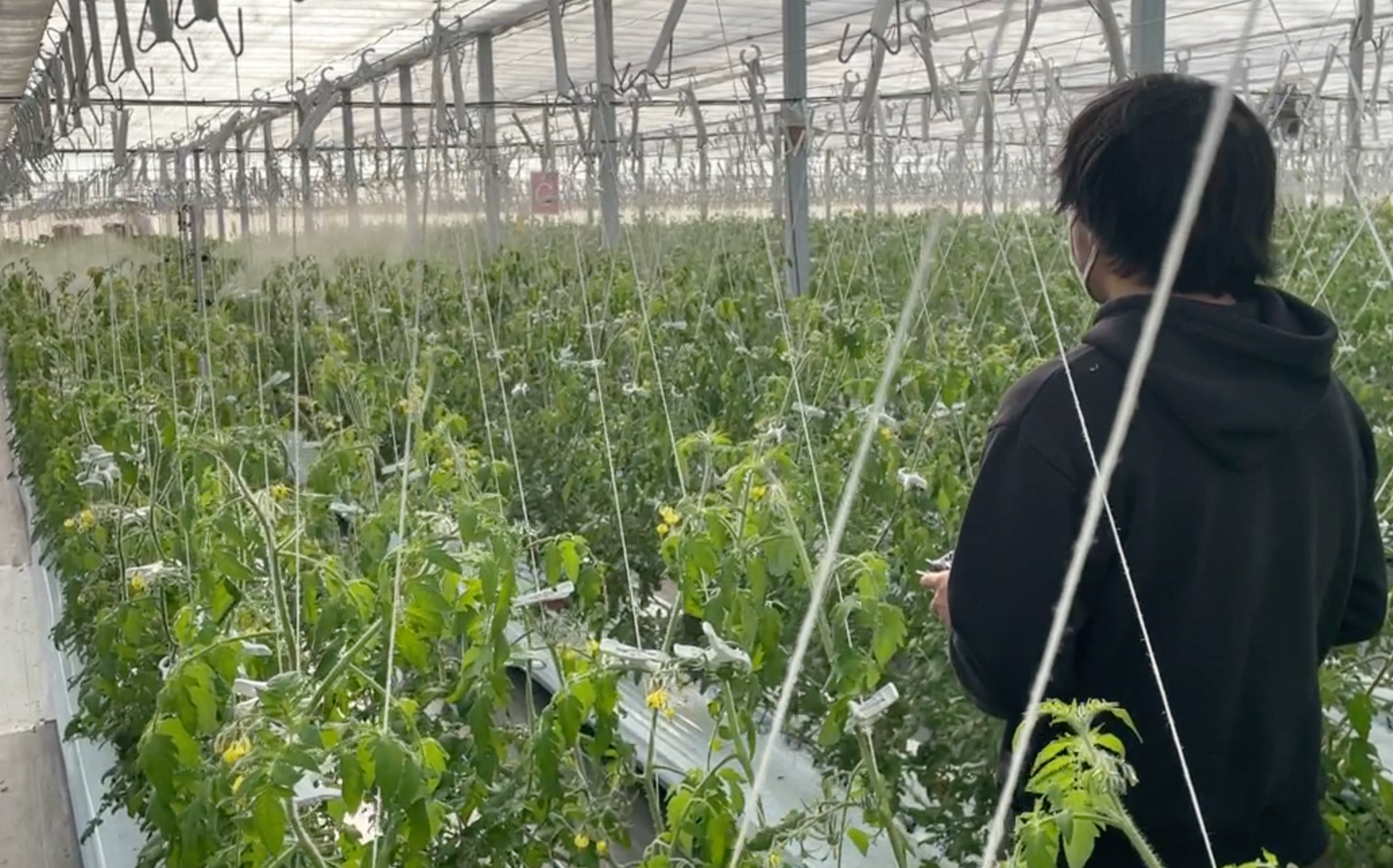 農家様によるテスト状況