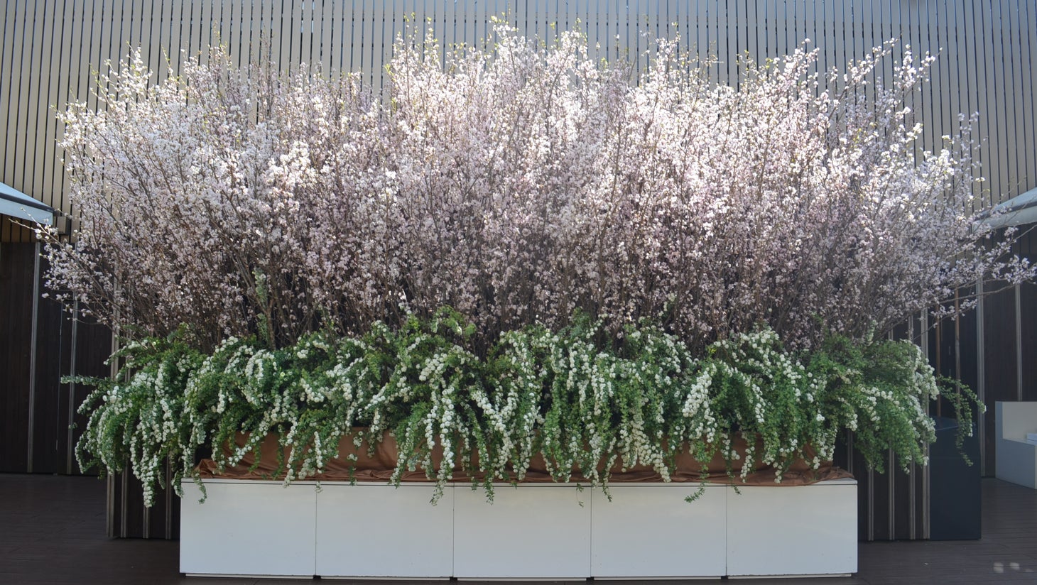 「MATSUYA SAKURA TERRACE」 昨年の様子