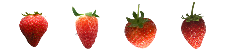 「オズのストロベリー」（左から、もういっこ・あきひめ・恋みのり・よつぼし）