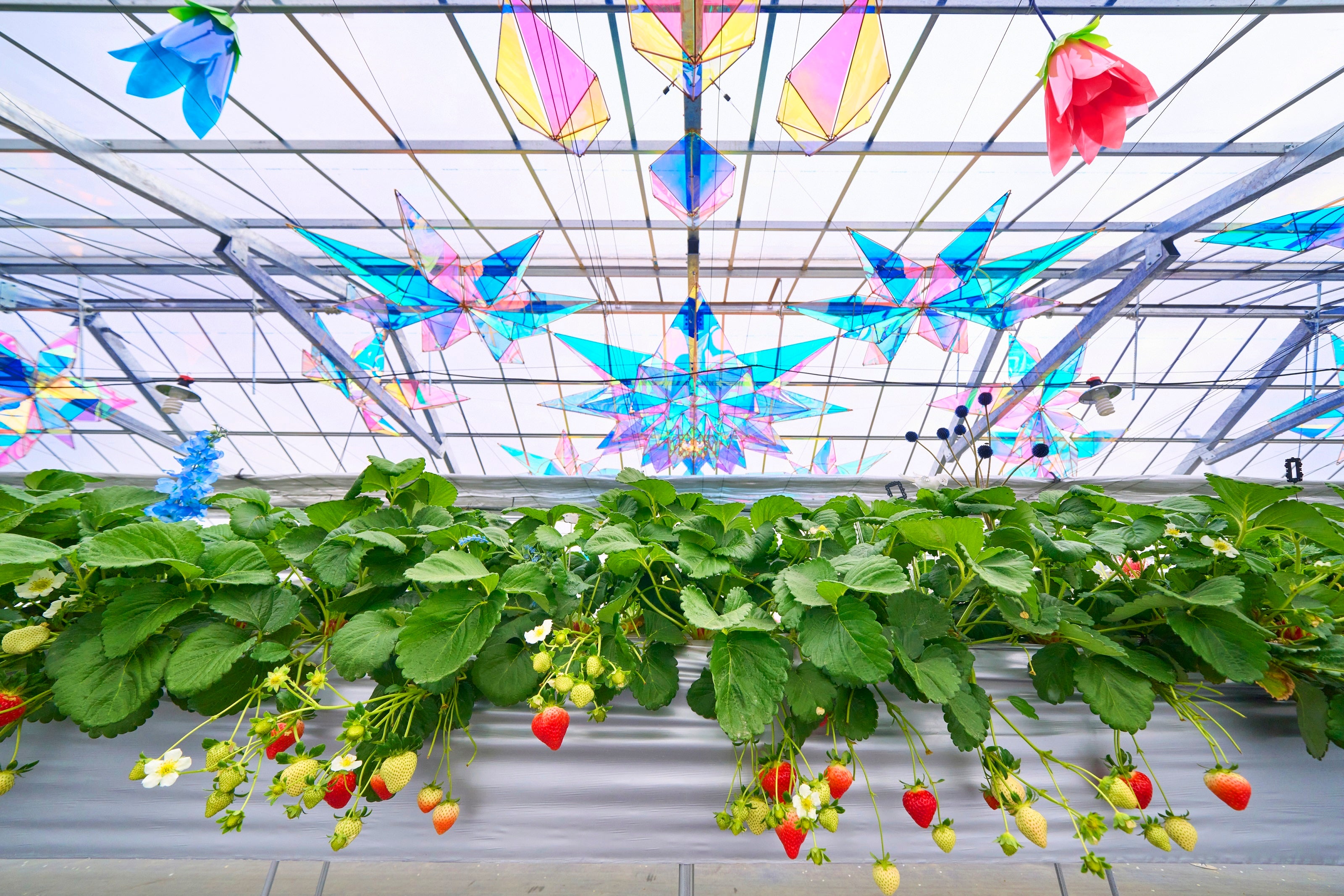 いちごレーン・デコレーションイメージ1