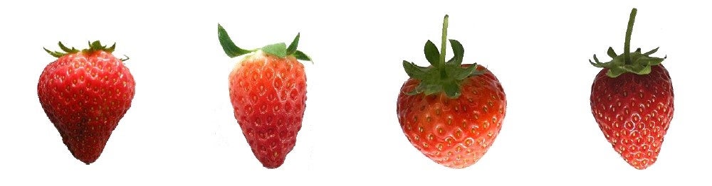 「オズのストロベリー」（左から、もういっこ・あきひめ・恋みのり・よつぼし）