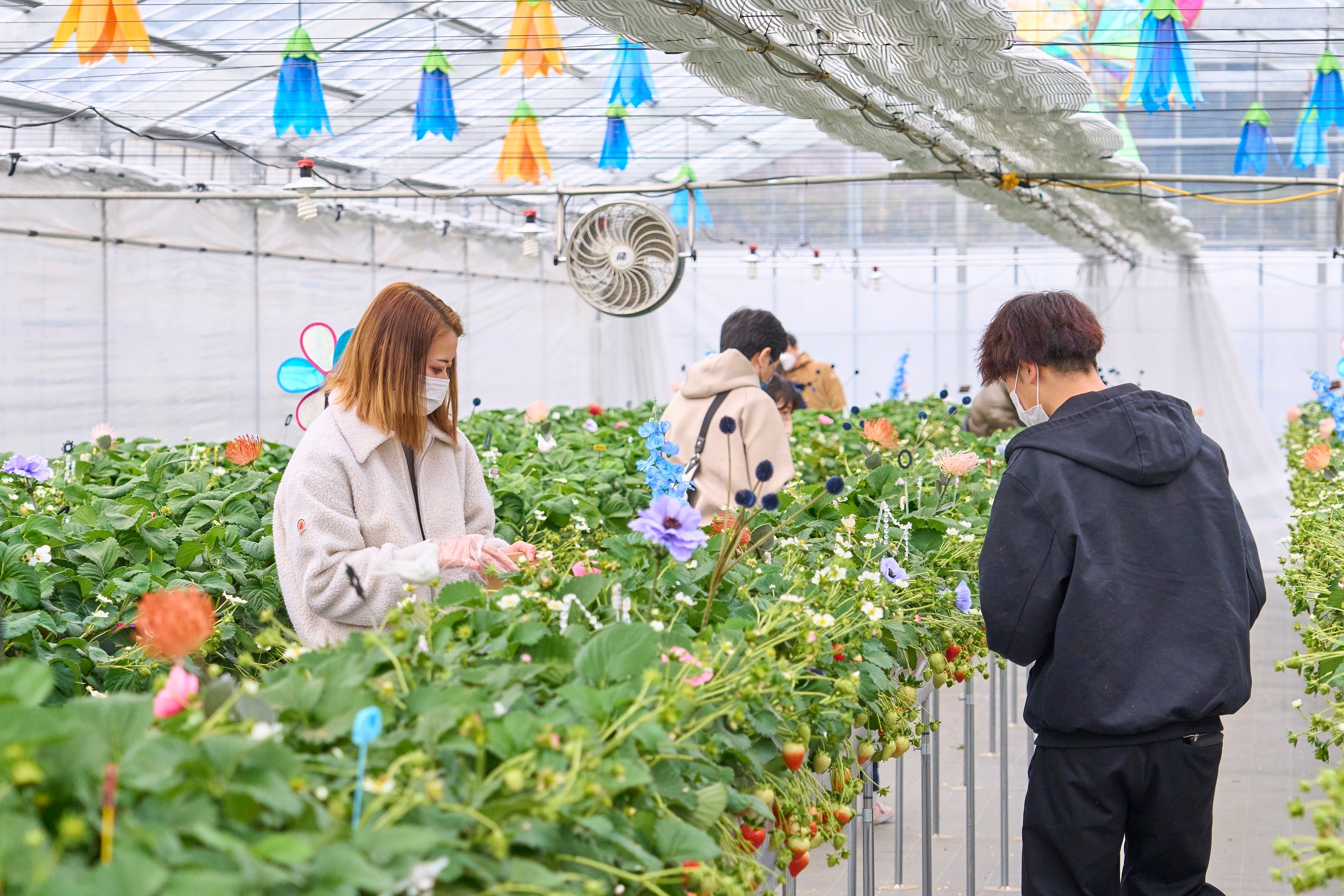 「オズの国のストロベリーハント」イメージ4