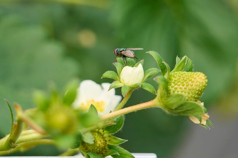 ビーフライ（ヒロズキンバエ）