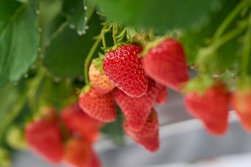 ※写真はイメージです。掲載内容は予告なく変更になる場合があります