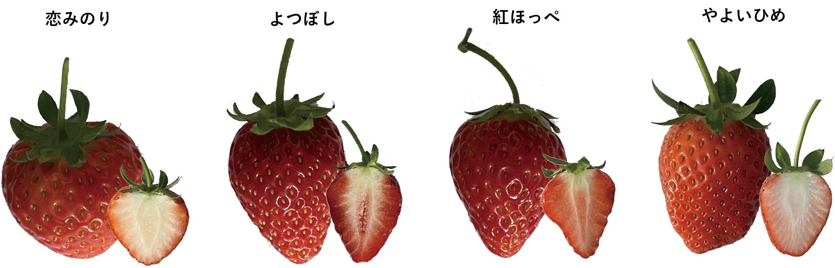 京成バラ園 バラ科の果実 いちご の収穫が楽しめる アトラクションのようないちご 狩り 施設 オズの国のストロベリーハント がバージョンアップ 京成バラ園芸株式会社のプレスリリース 京成バラ園 バラ科の果実 いちご の収穫が楽しめる アトラクションのようないちご 狩り 施設 オズの国のストロベリーハント がバージョンアップ 京成バラ園芸株式会社のプレスリリース
