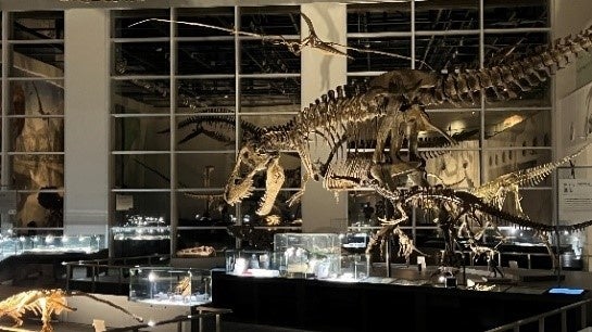 ▲夜の長崎市恐竜博物館イメージ