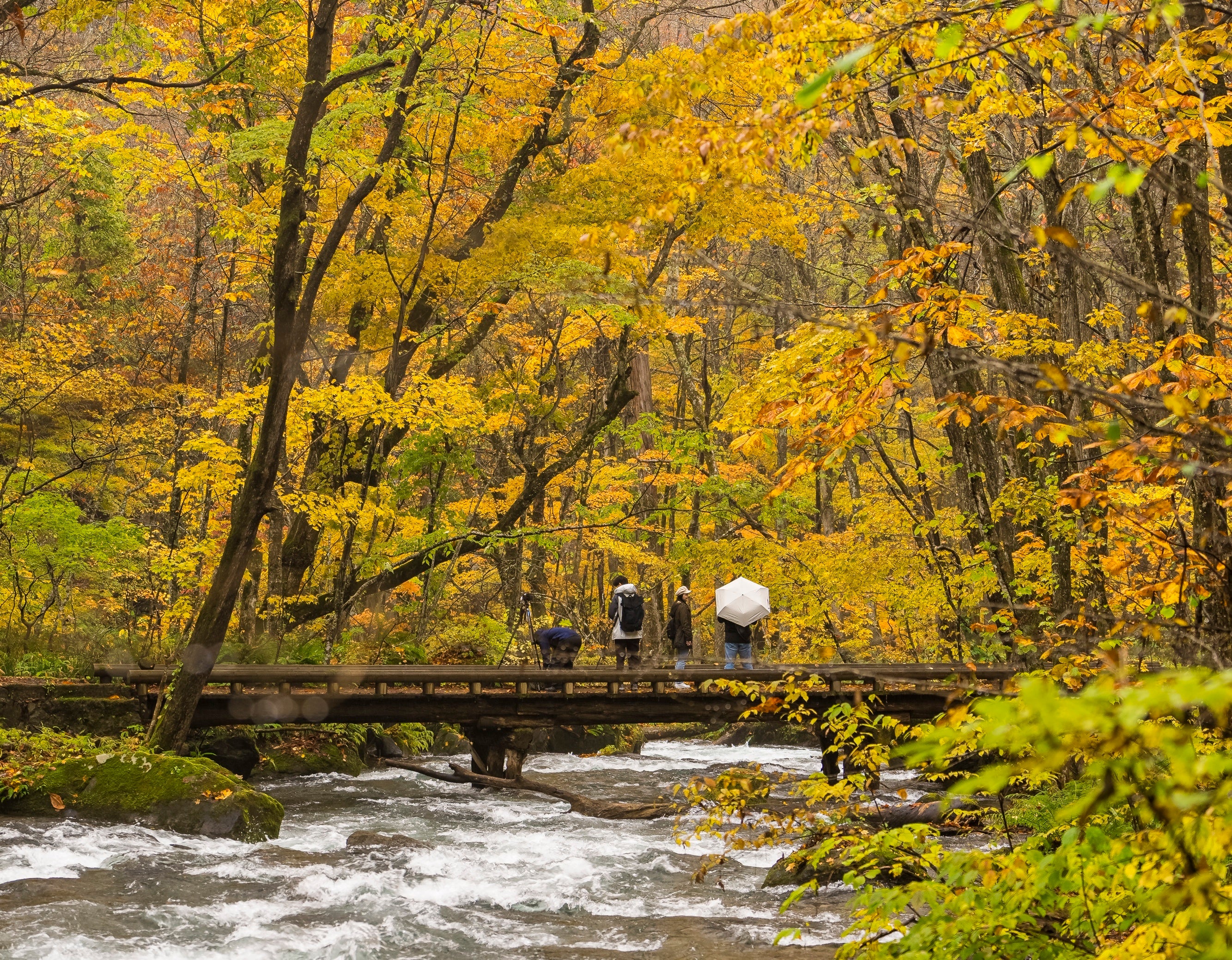 紅葉シーズンの奥入瀬渓流で、マイカー交通規制と連動した多彩なエコツアーや体験コンテンツを展開