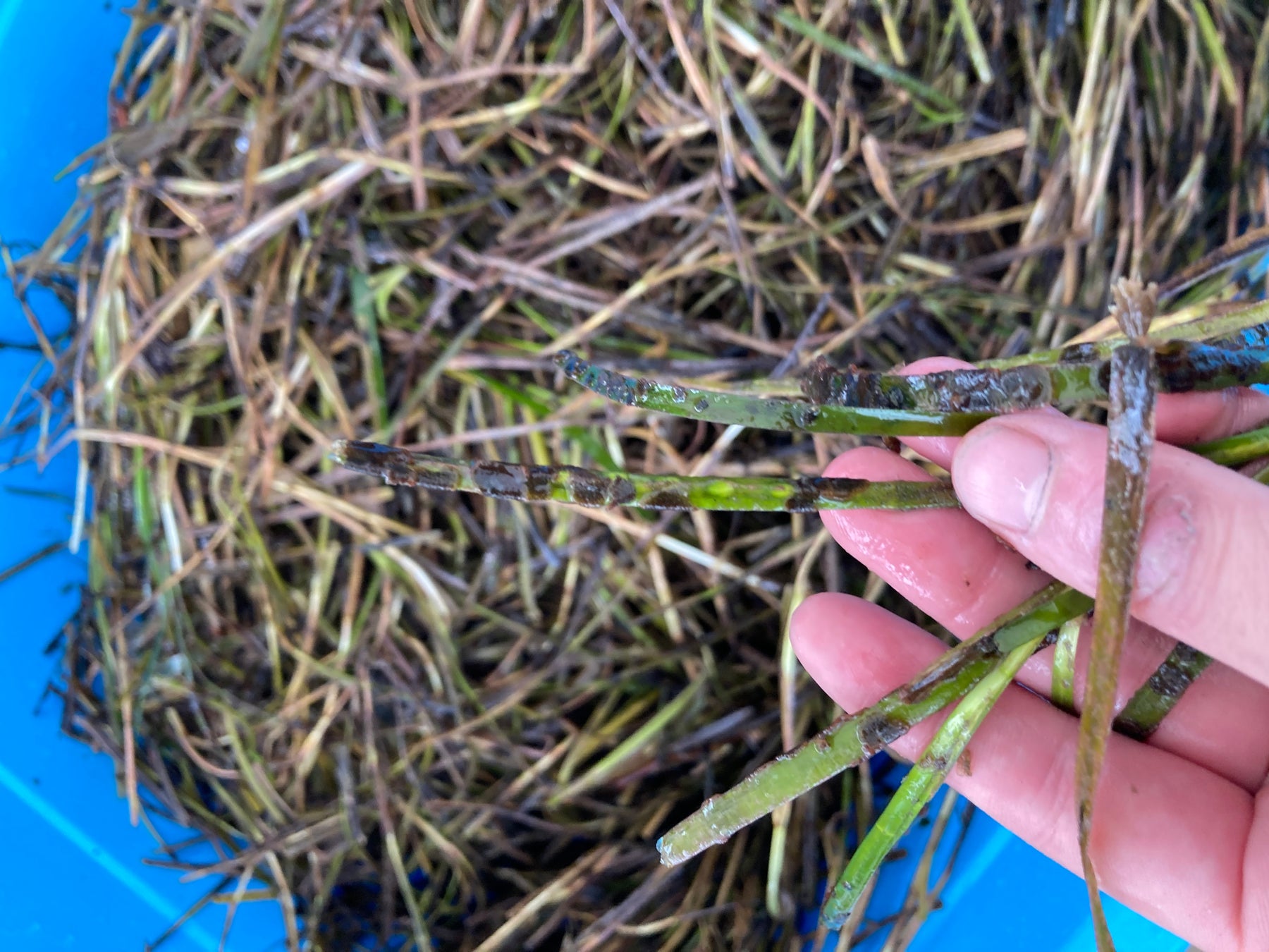 生命(いのち)の海プロジェクト