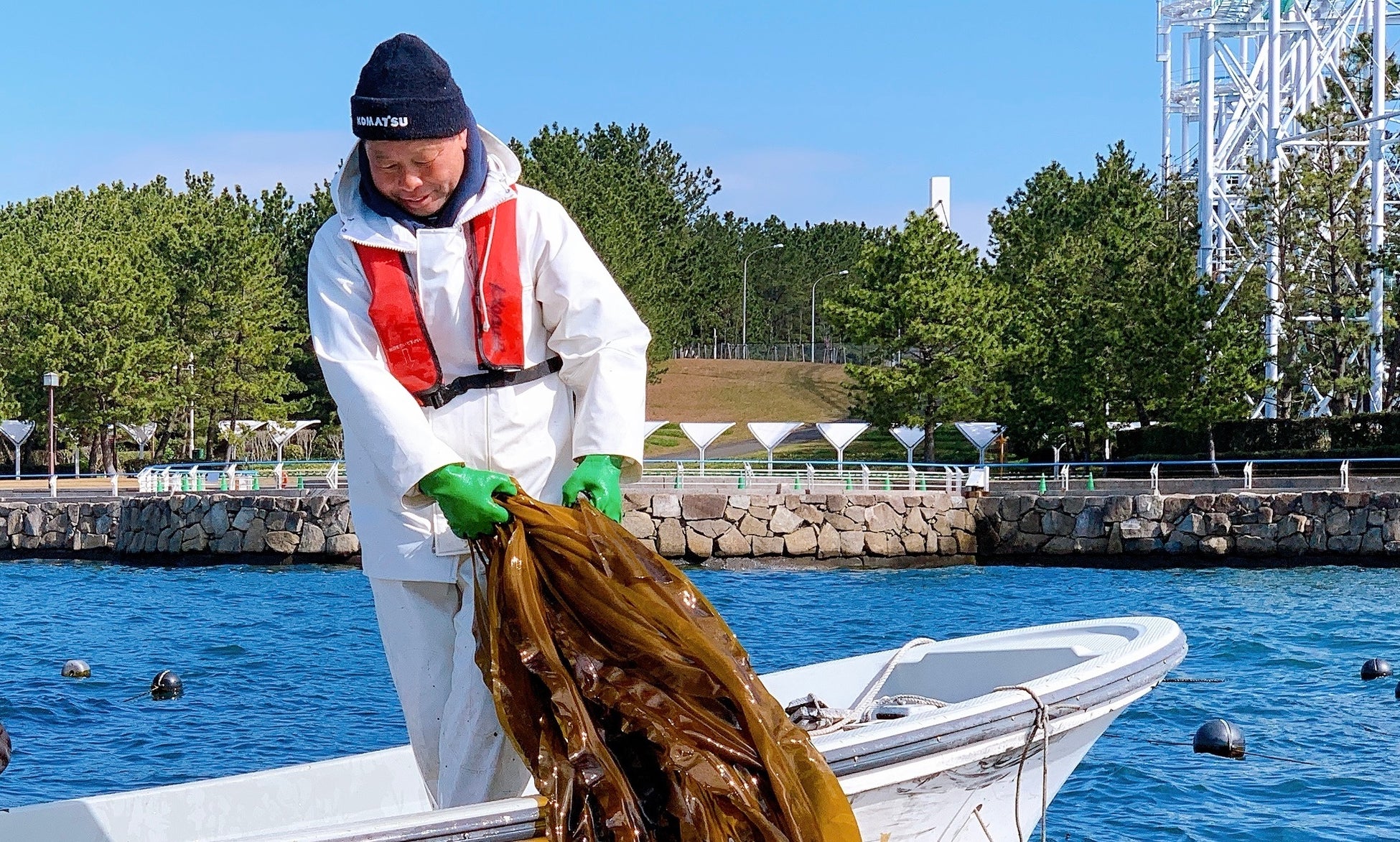 地元横浜の昆布を使って「かずのこ昆布」をつくろう