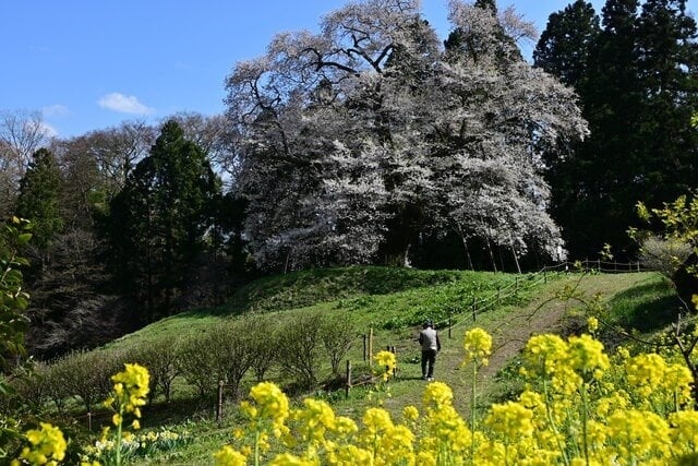 川俣町・秋山の駒ザクラ