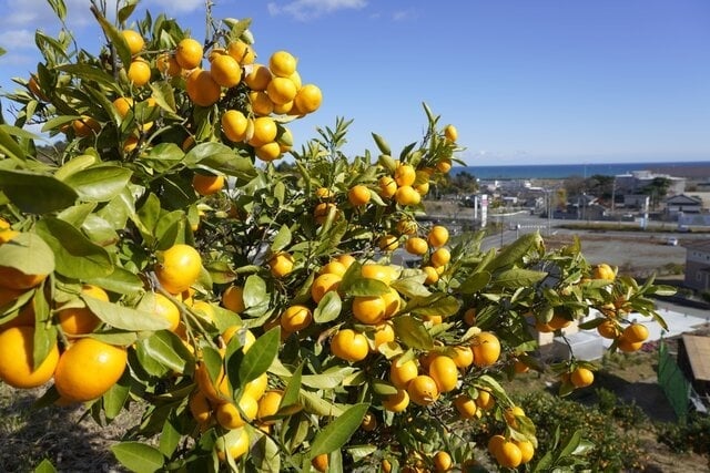 広野町・みかんの丘
