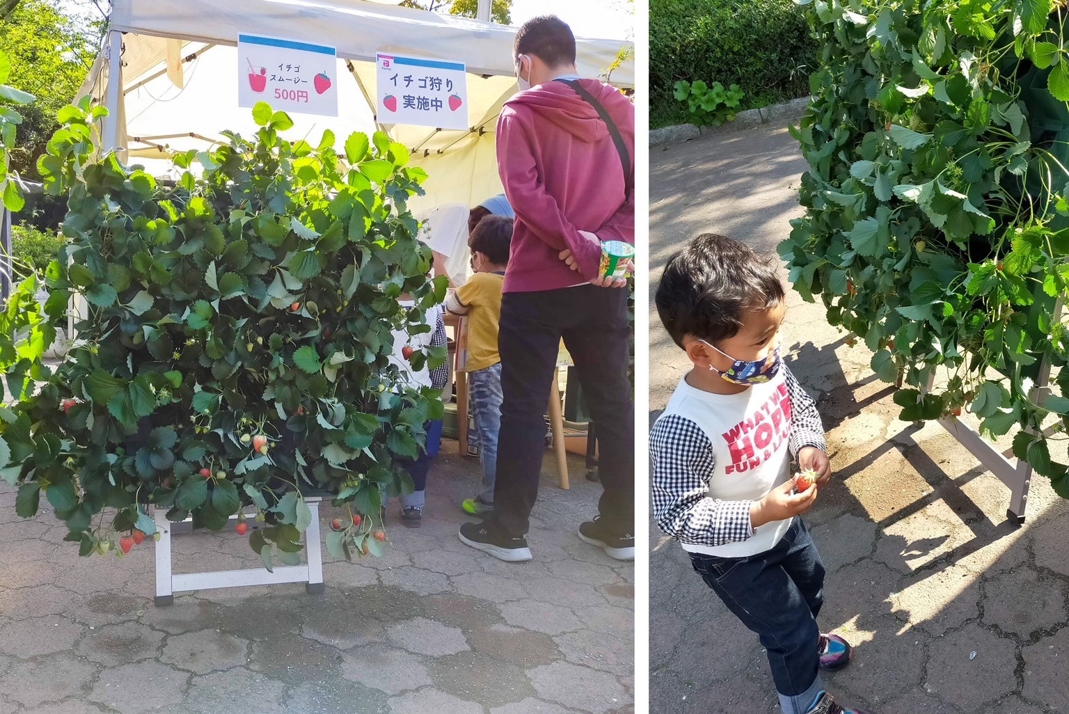 イベント会場でのいちご狩り体験