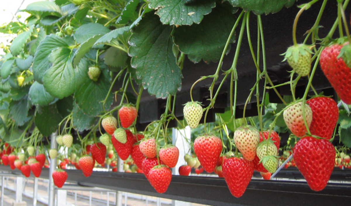 今回のチーズケーキに使用されるジュン・サンベリーファームさんの苺