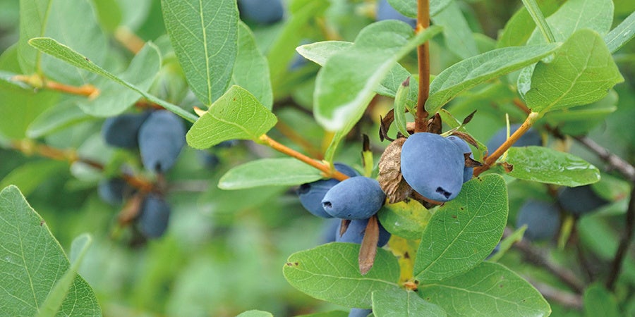 ハスカップの実