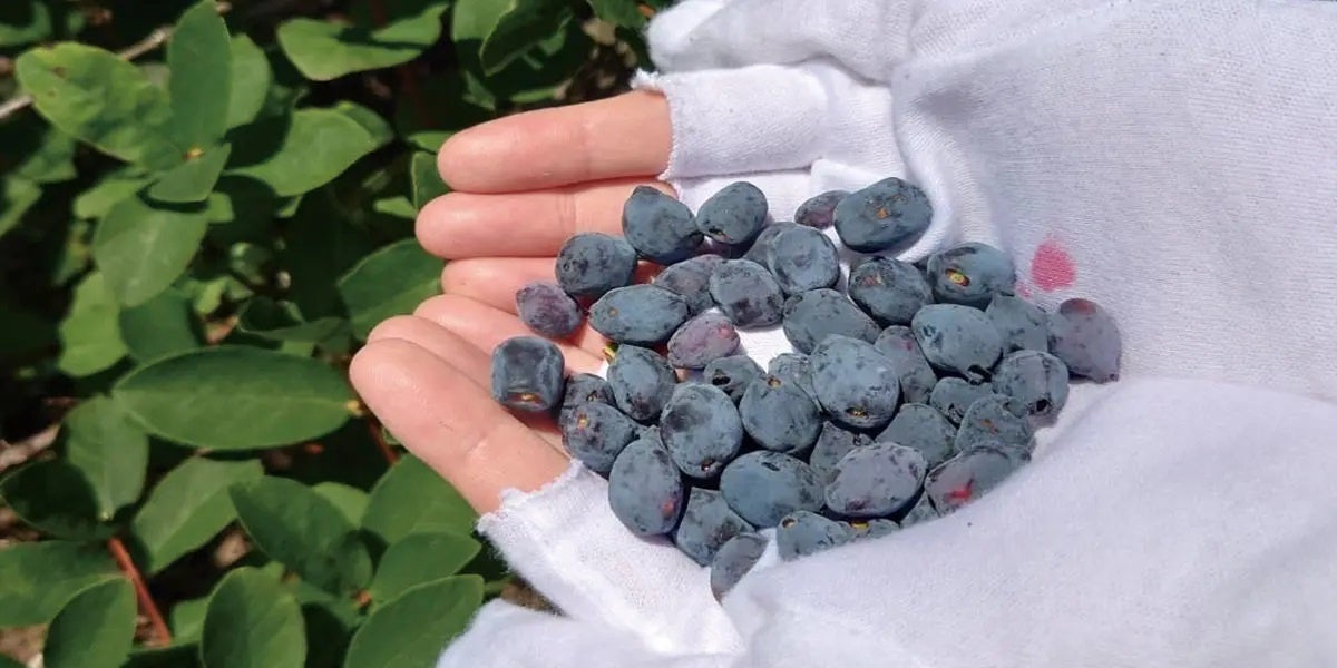 手摘みしたハスカップの実