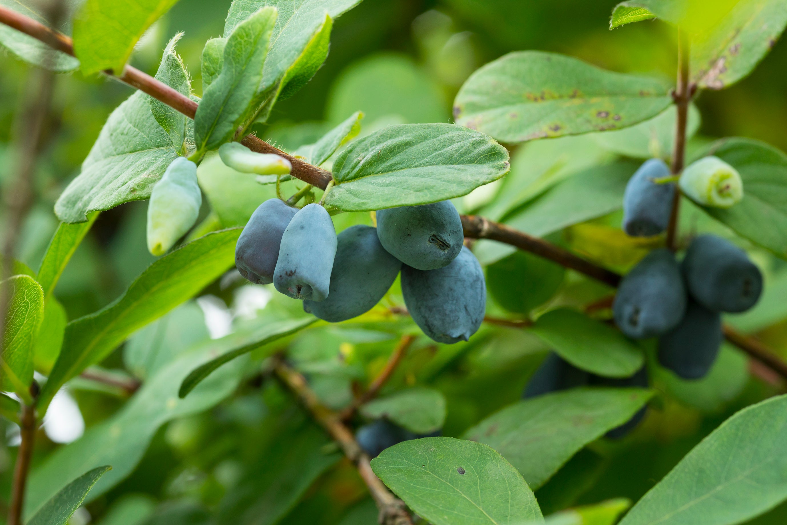 ハスカップの実