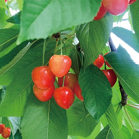 仁木町産さくらんぼ