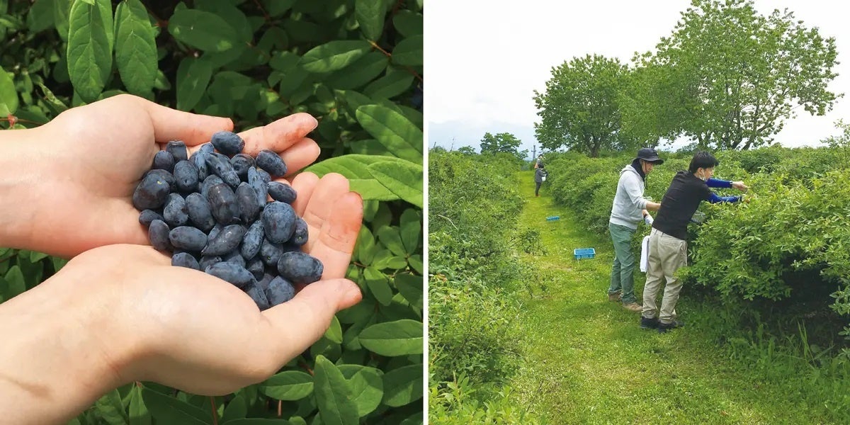 左：収穫したてのハスカップ　右：収穫の様子