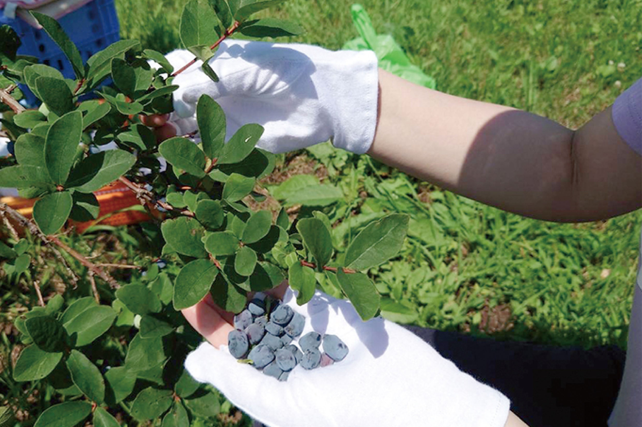 ハスカップを手摘みする様子