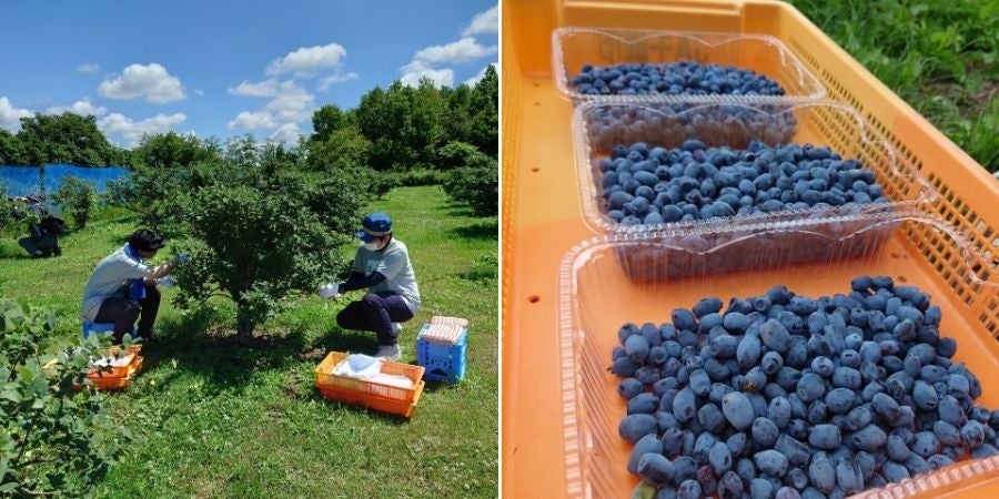 ハスカップ畑での収穫の様子