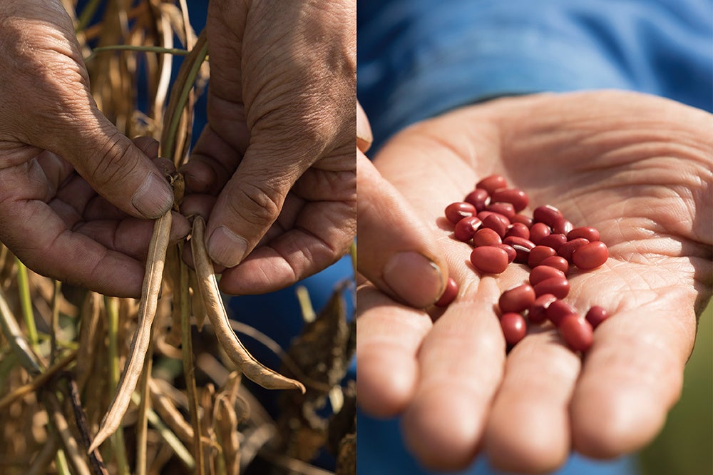 収穫された小豆