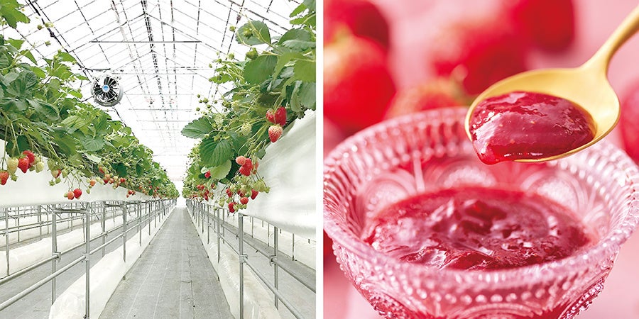 左：苫東ファーム圃場 右：いちごジャム