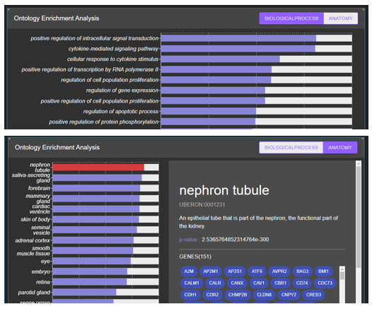 図1：分子・遺伝子が関与する臓器・働きなどの生物学的特性を示すエンリッチメント解析